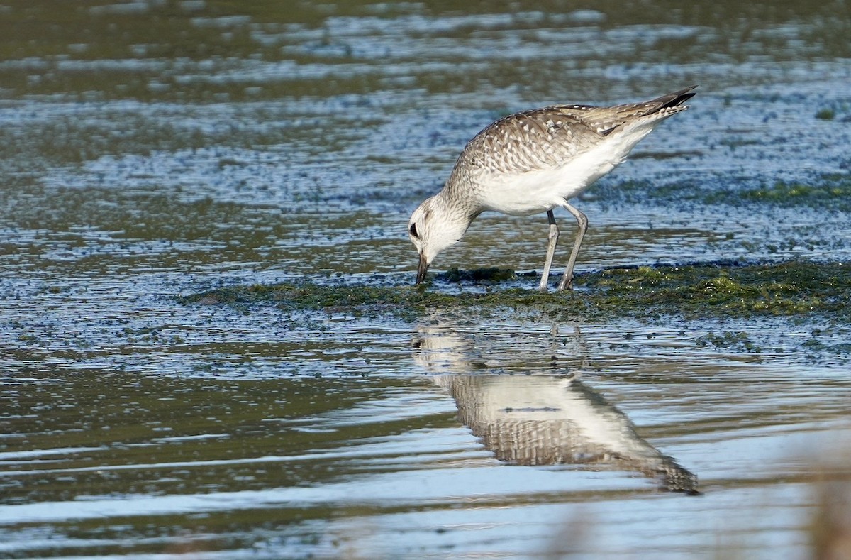 Black-bellied Plover - ML383902201