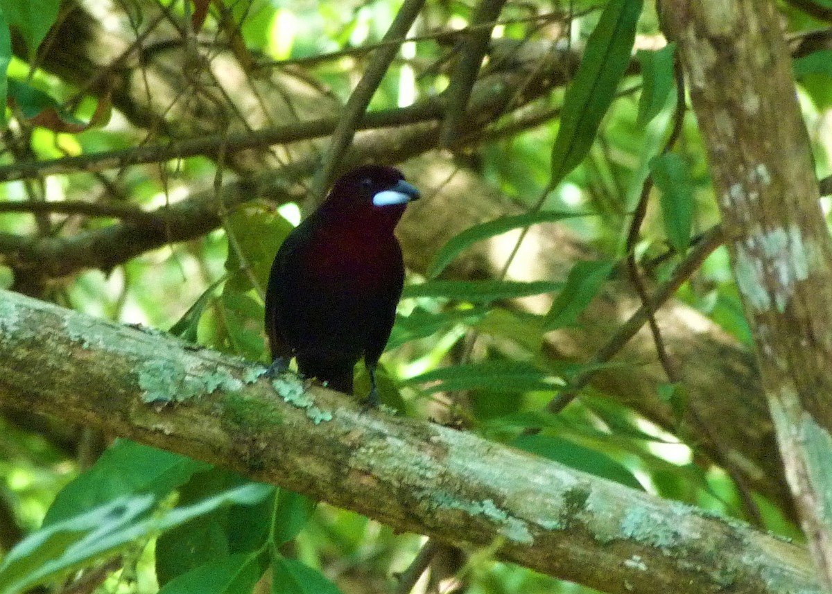 Silver-beaked Tanager - ML383902481