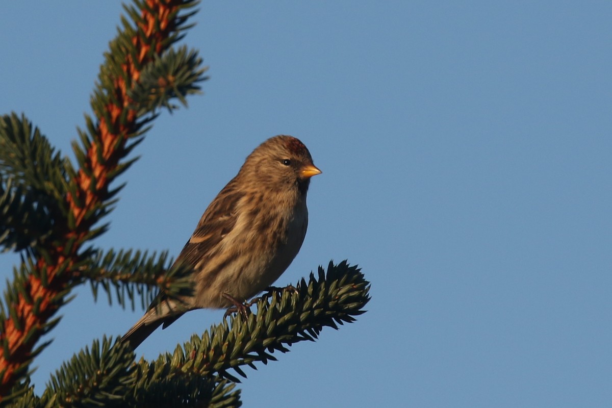 Redpoll (rostrata/islandica) - ML383902521