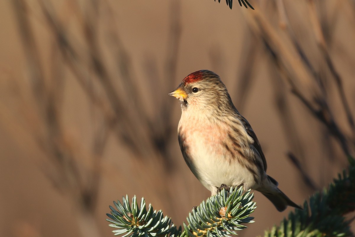 Redpoll (rostrata/islandica) - ML383902541