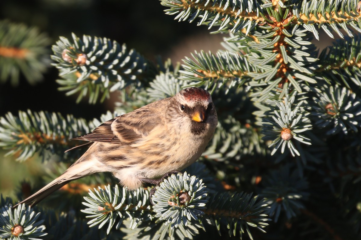 Redpoll (rostrata/islandica) - ML383902551