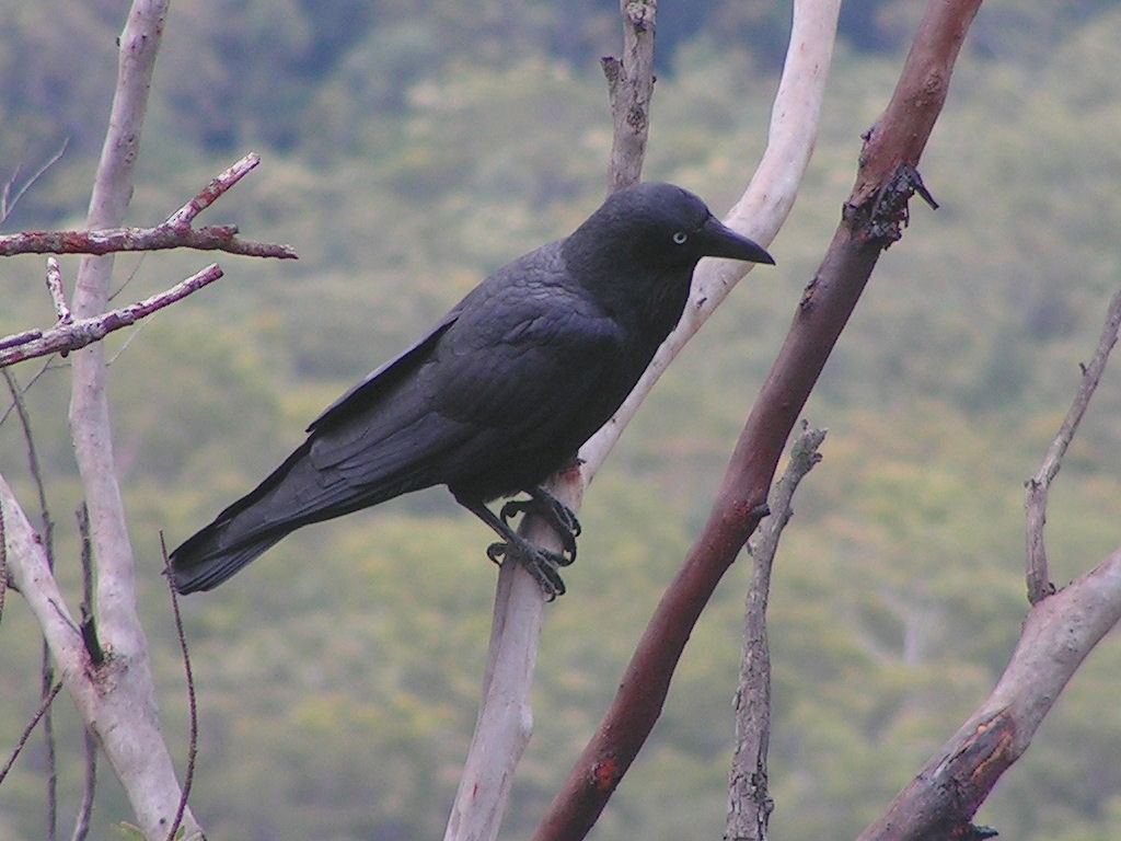 Australian Raven - ML383903951
