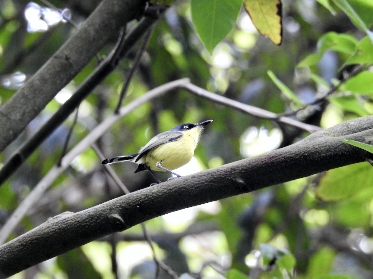 Common Tody-Flycatcher - Clarisse Odebrecht