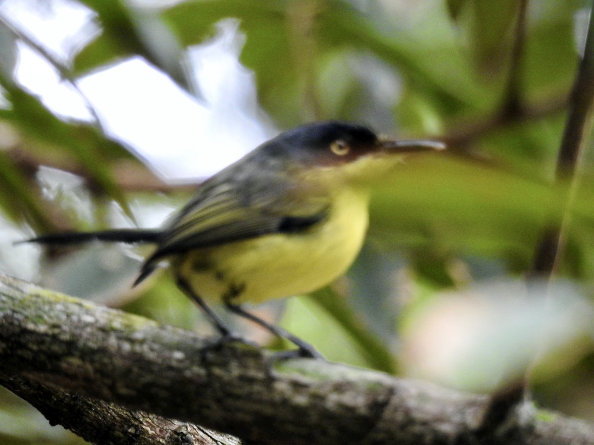 Common Tody-Flycatcher - ML383907141