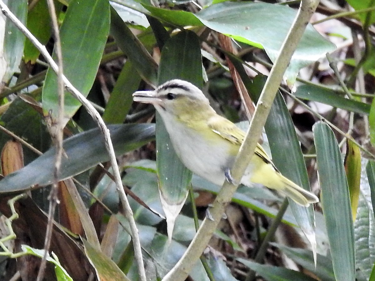 Vireo Chiví - ML383907241