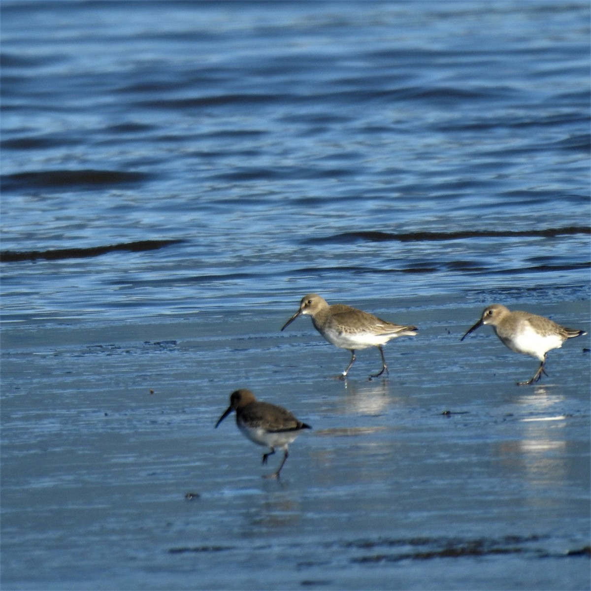 Dunlin - ML383909501