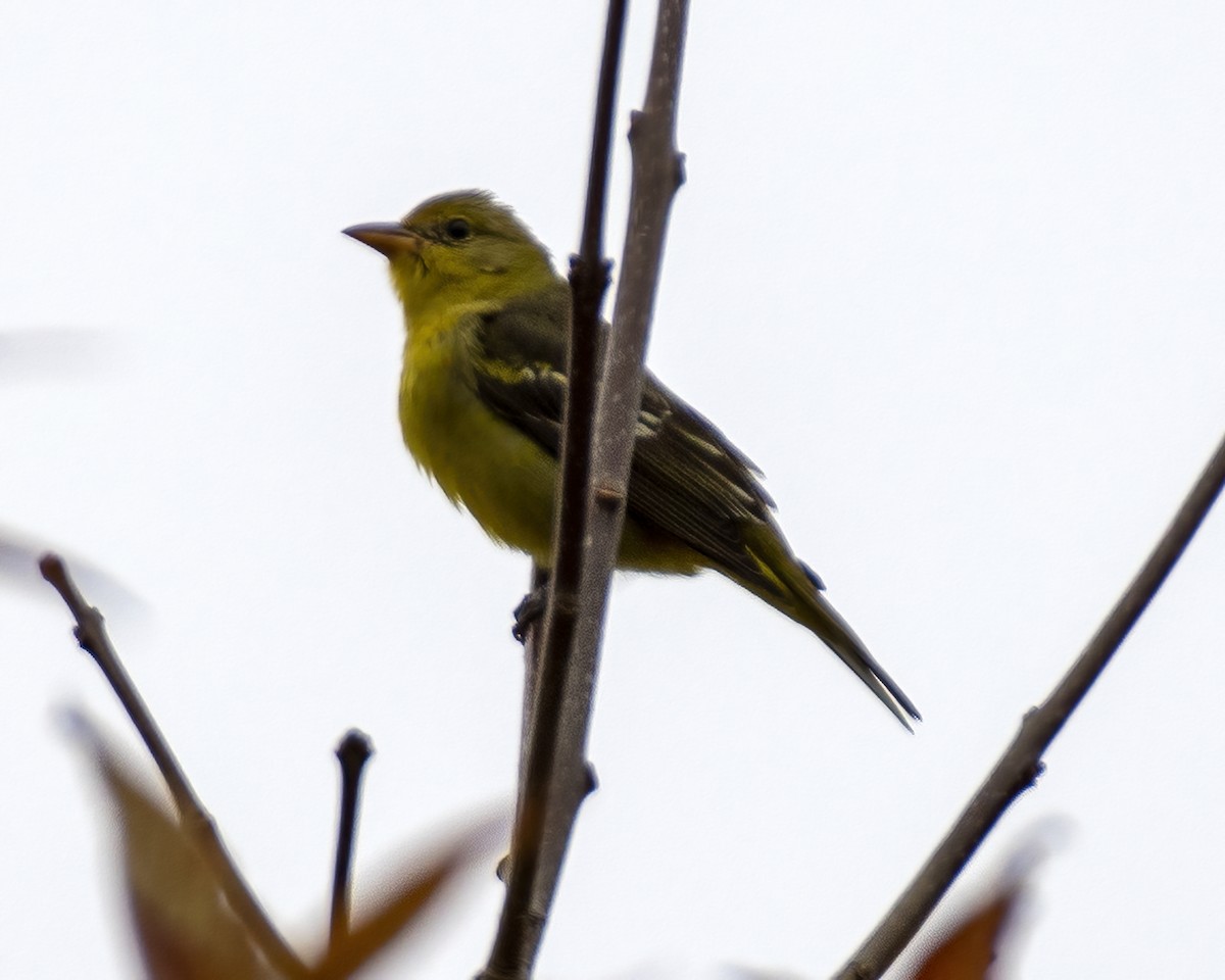 Western Tanager - ML383909791