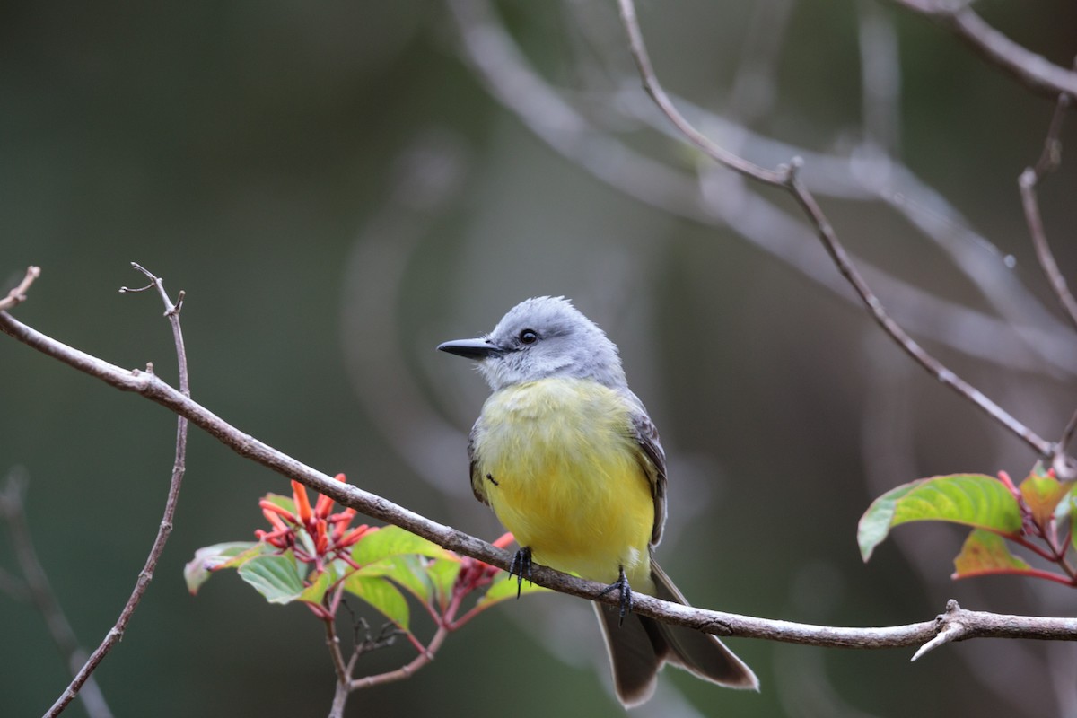 Tropical Kingbird - ML383910021