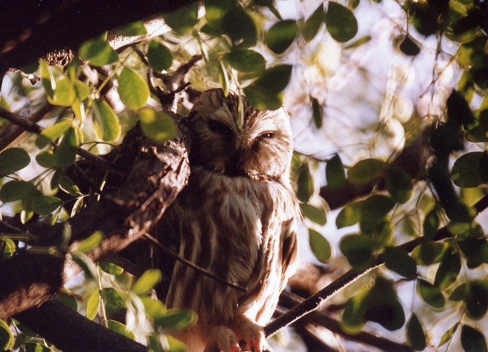 Northern Saw-whet Owl - ML383911261