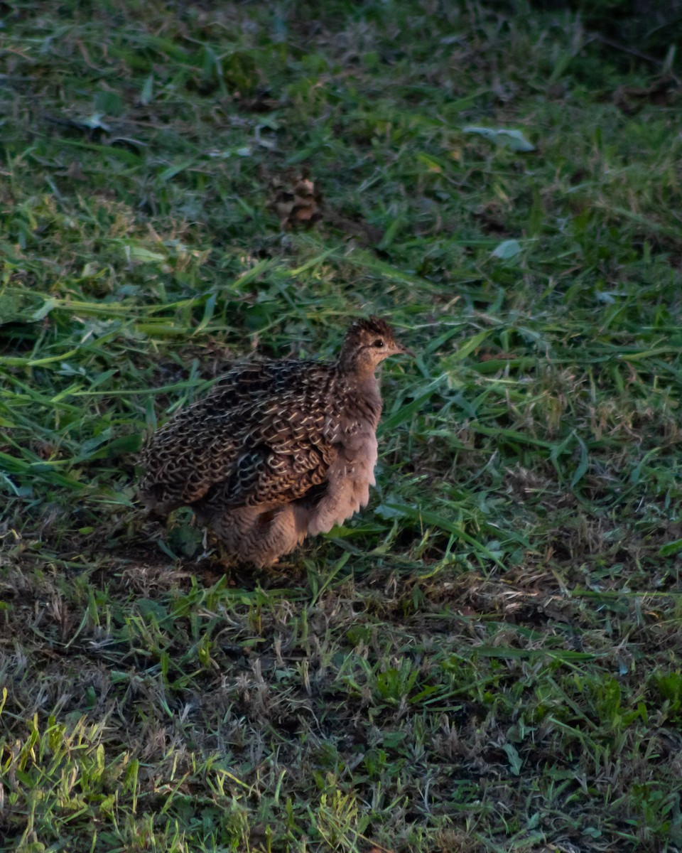 Chilean Tinamou - ML383912741