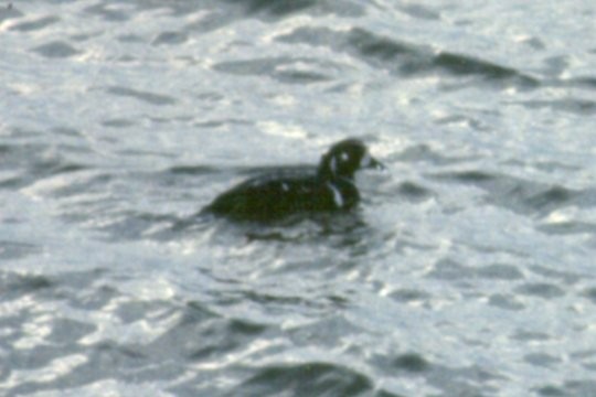 Harlequin Duck - Larry Neily