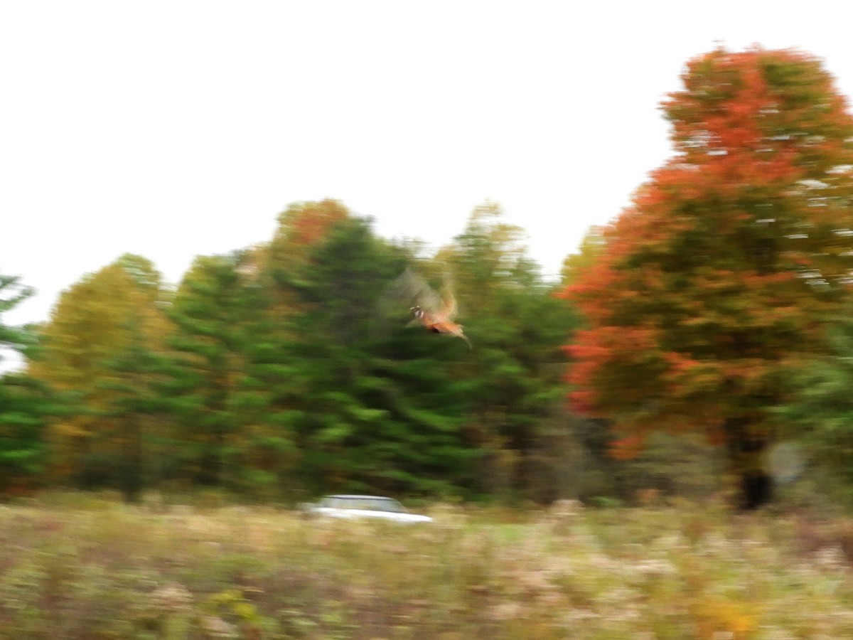 Ring-necked Pheasant - ML383914741