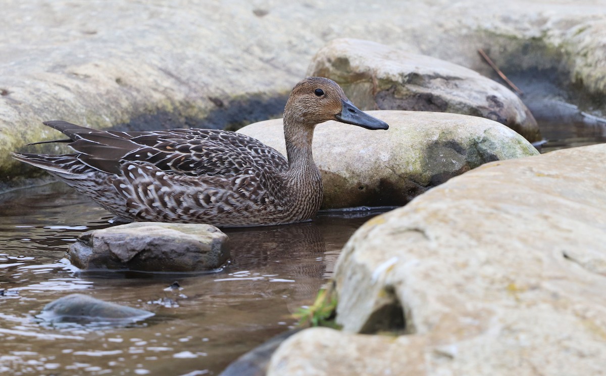 Northern Pintail - David Santamaría Urbano