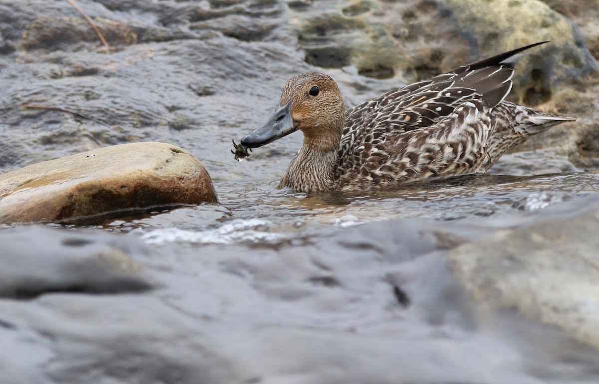 Northern Pintail - David Santamaría Urbano