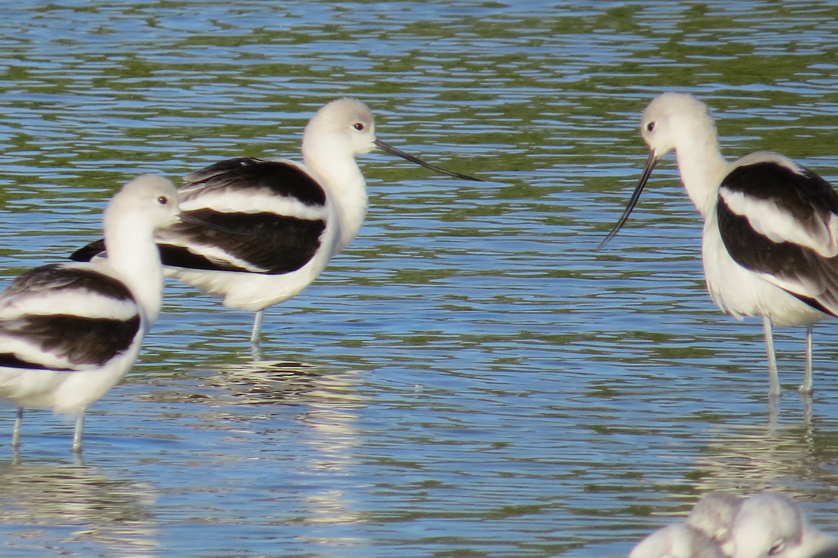 American Avocet - ML383916781