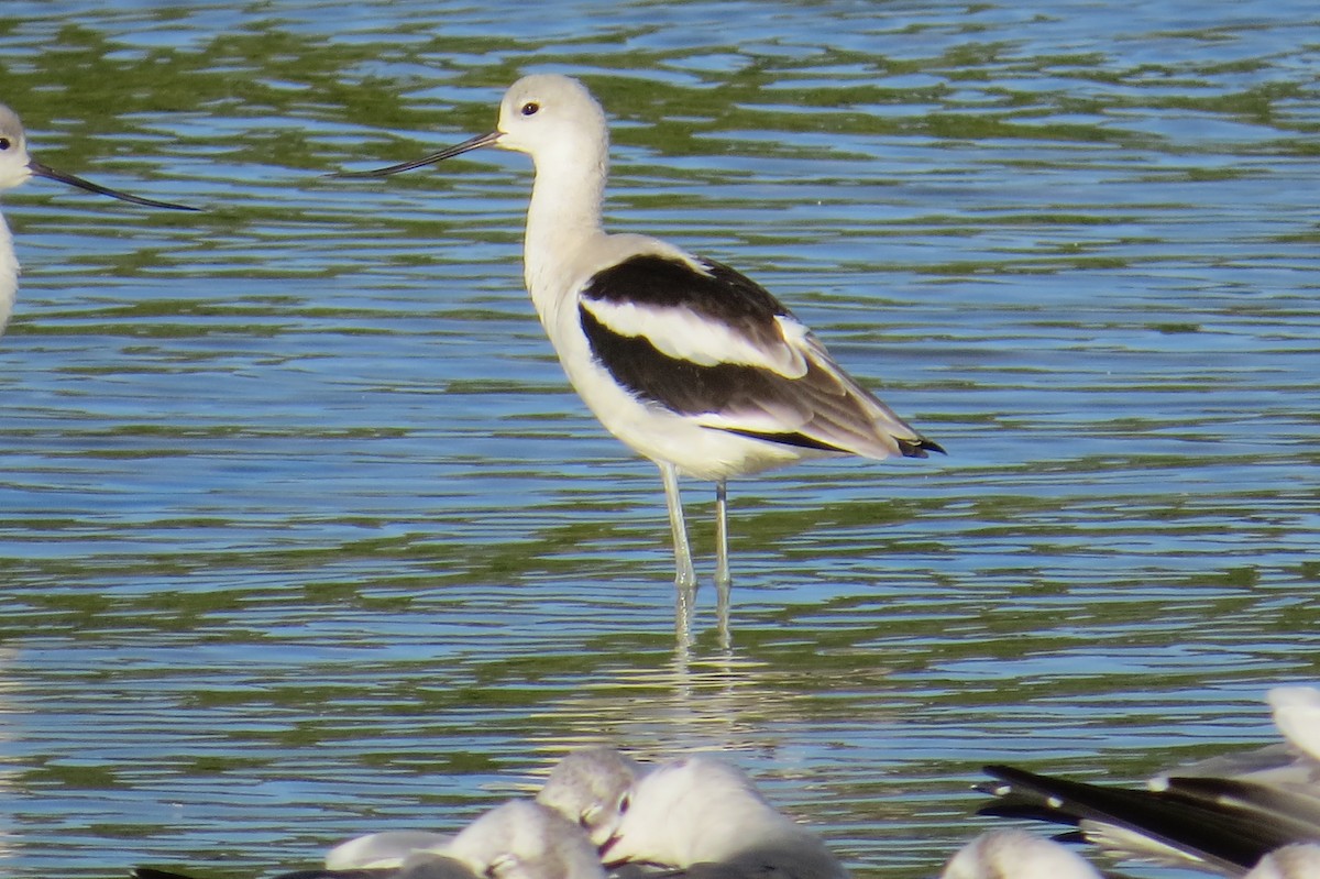 American Avocet - ML383916801