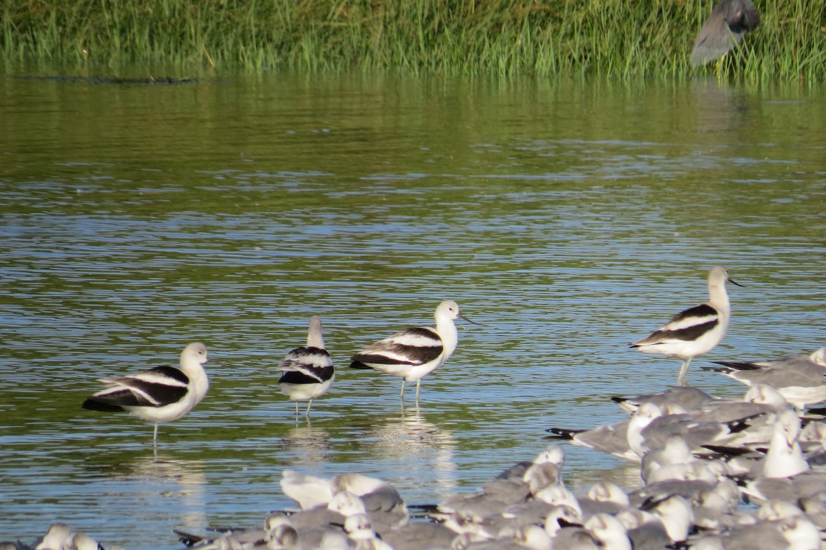 American Avocet - ML383916821