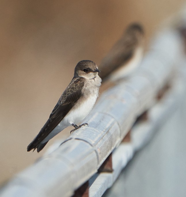 Northern Rough-winged Swallow - ML383917491