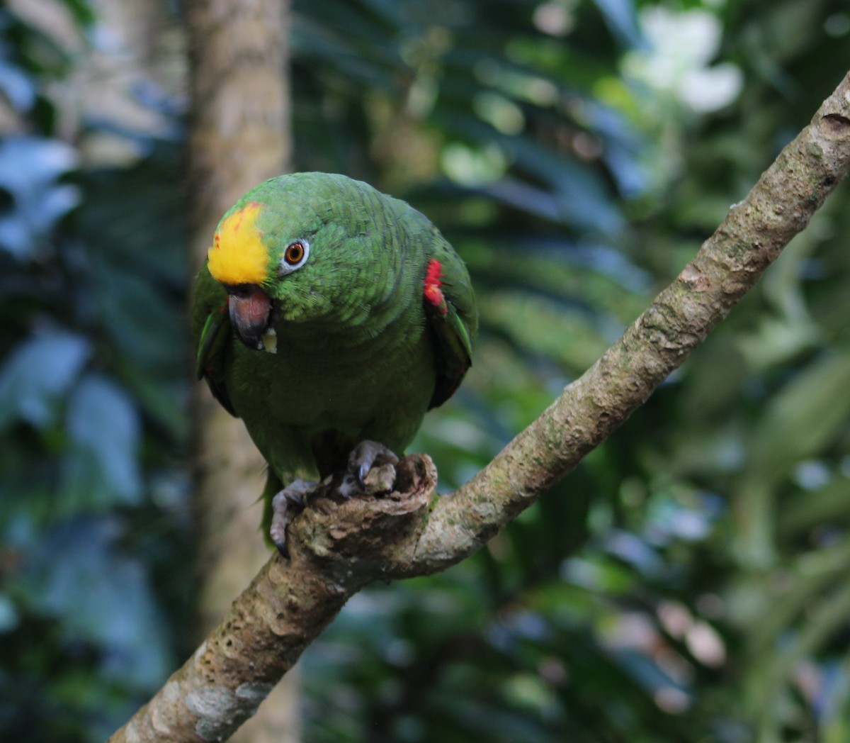 Yellow-crowned Parrot - ML383920491