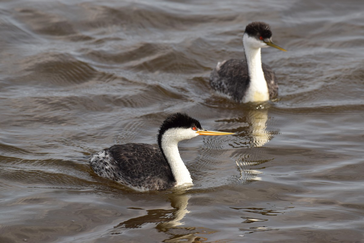 Clark's Grebe - Ryan O'Donnell