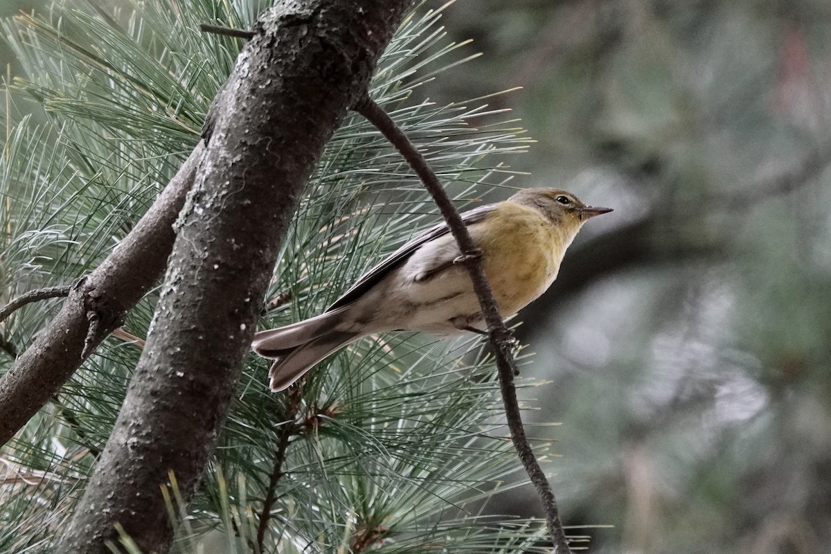 Pine Warbler - Caroline Quinn