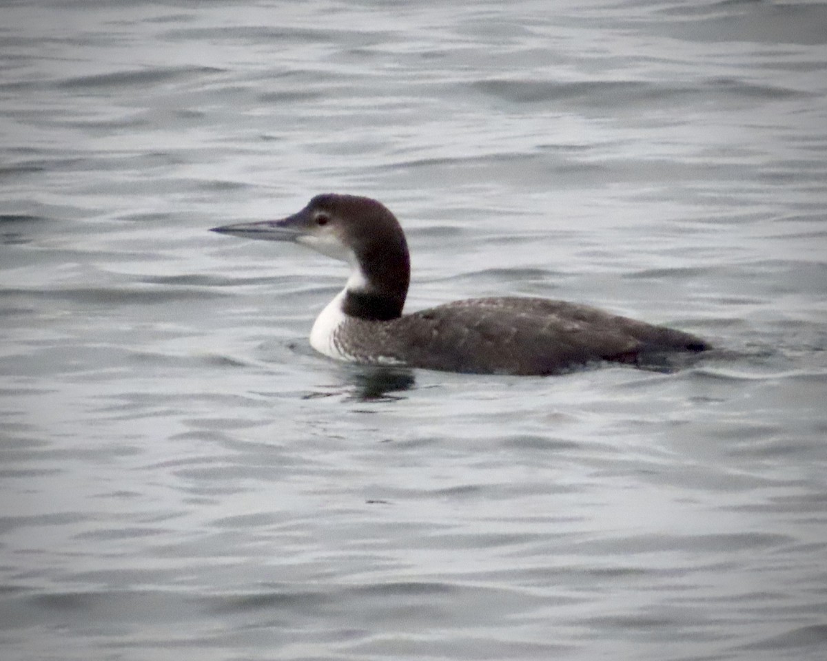 Common Loon - ML383922781