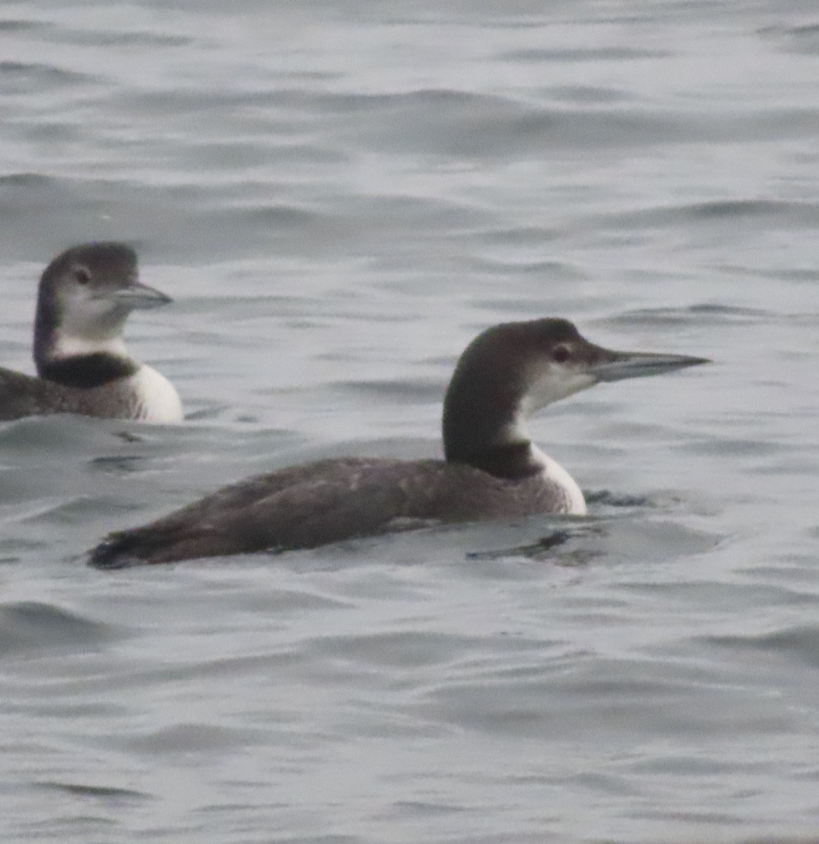 Common Loon - ML383922791