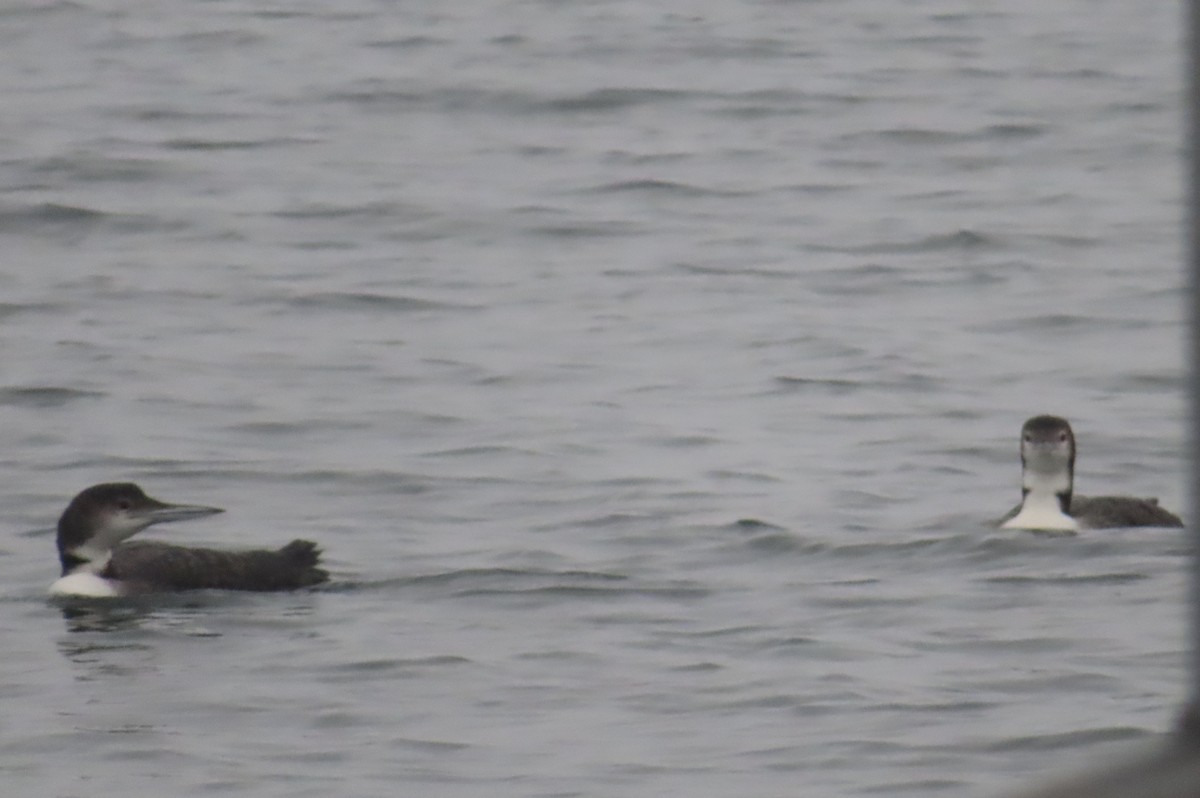 Common Loon - ML383922801