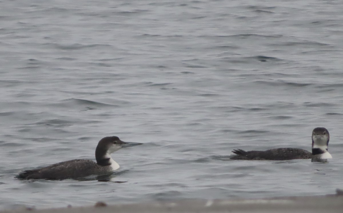 Common Loon - ML383922811