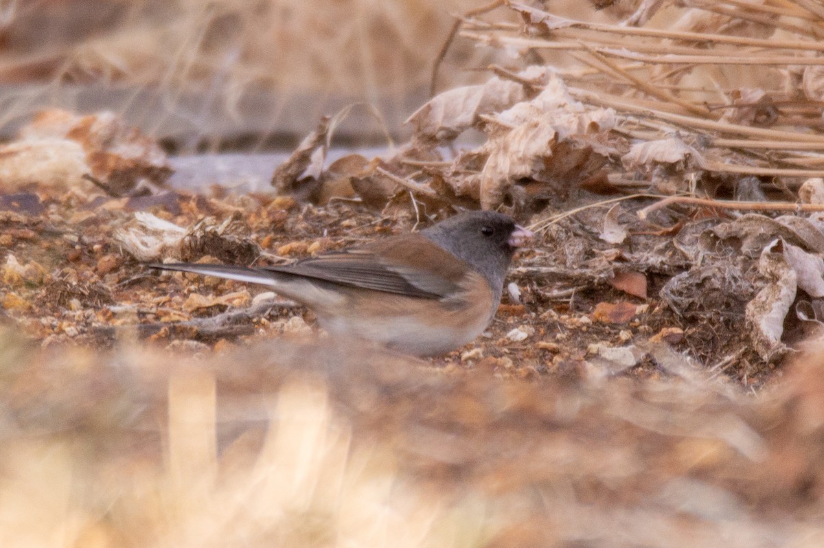 vinterjunko (oreganus gr.) - ML383924311
