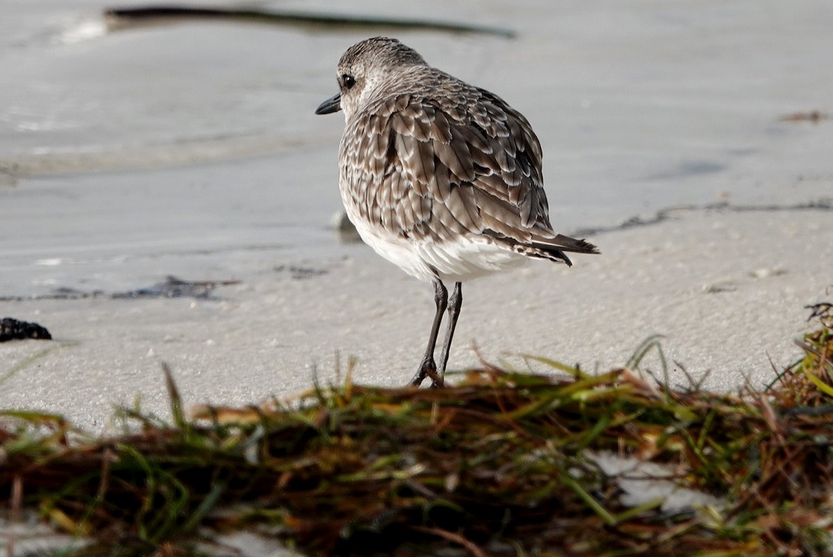 Black-bellied Plover - ML383924531