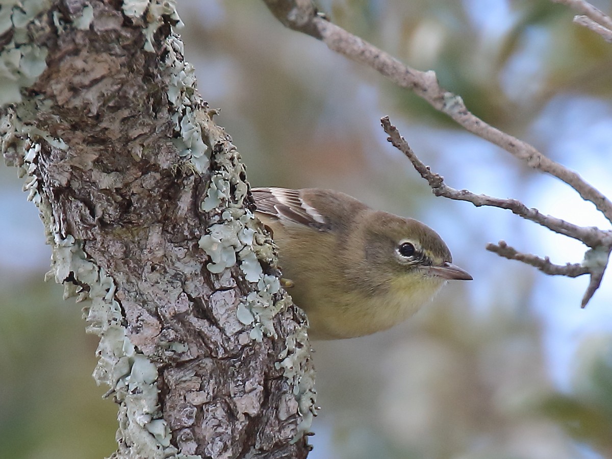 Pine Warbler - ML383924751