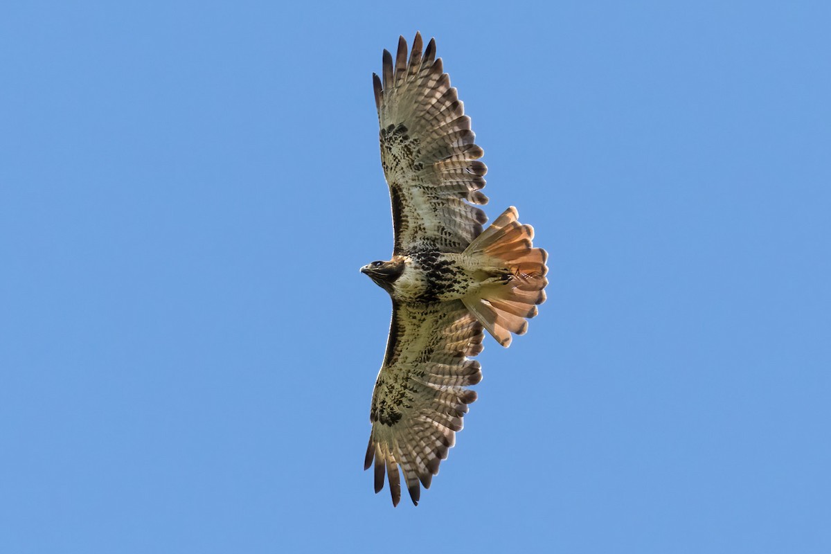 Red-tailed Hawk - Brett Hoffman