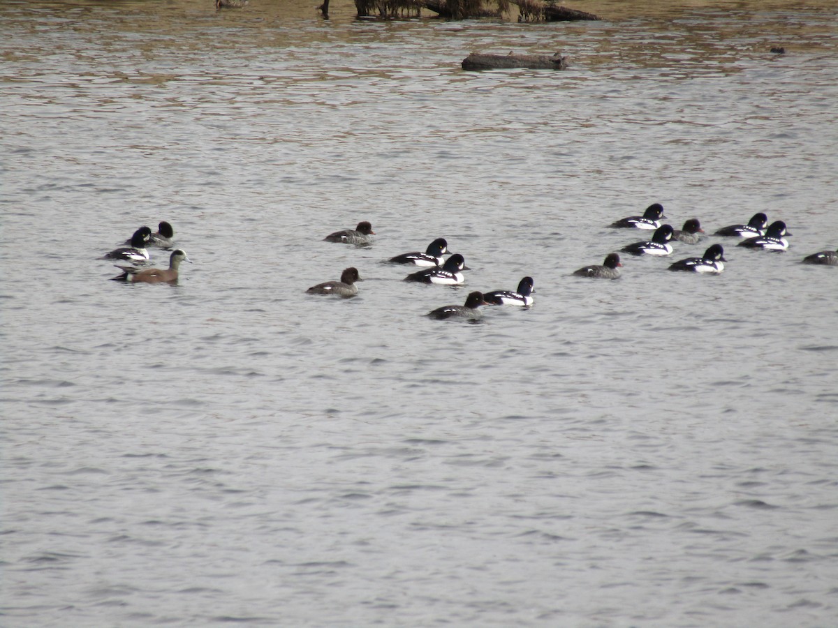 Barrow's Goldeneye - ML383925961