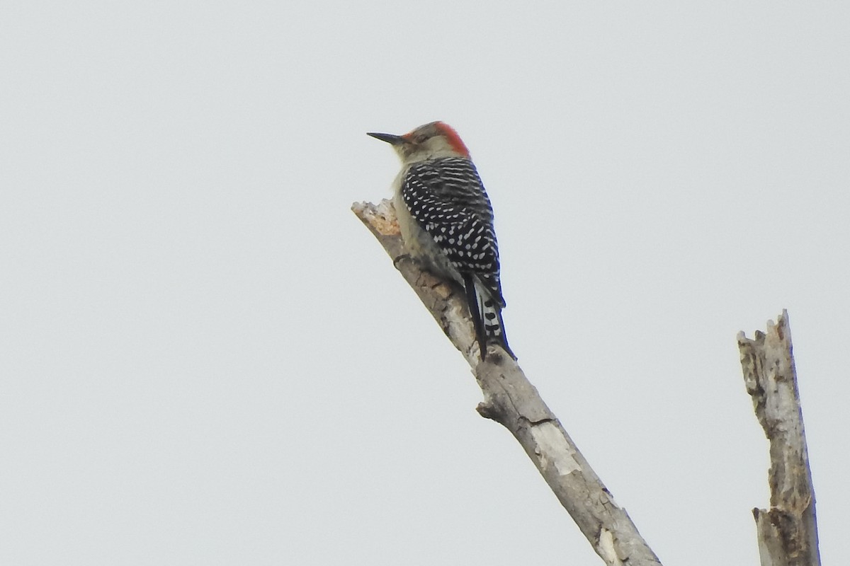 Red-bellied Woodpecker - ML383927481