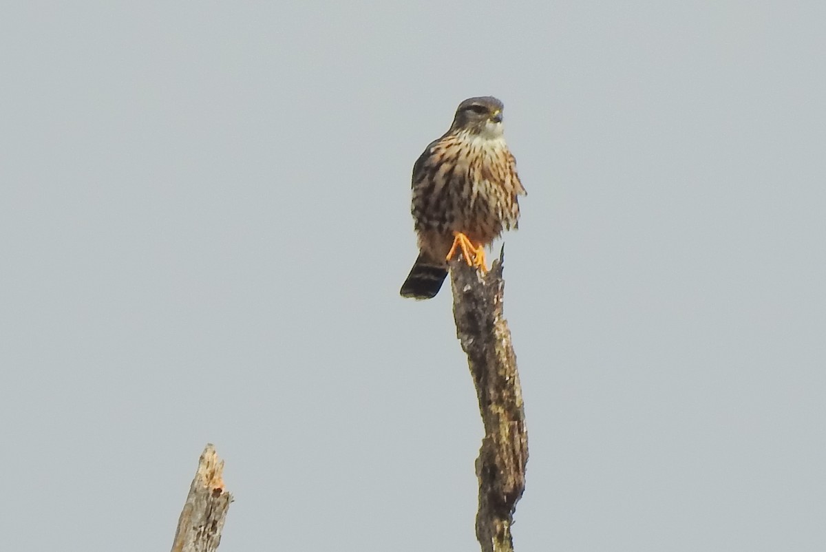 Merlin - ML383927771