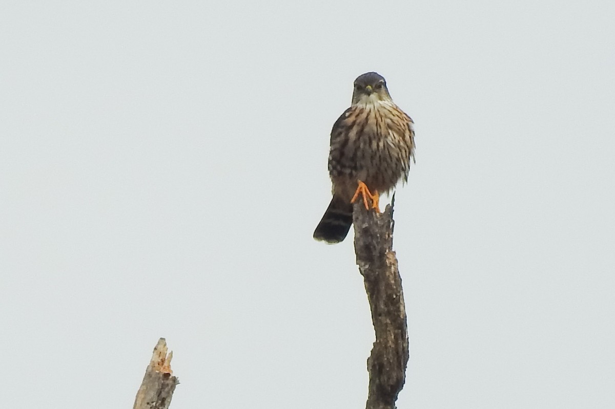 Merlin - ML383927781