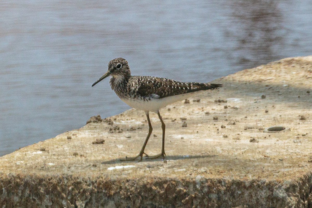 Solitary Sandpiper - ML383927961