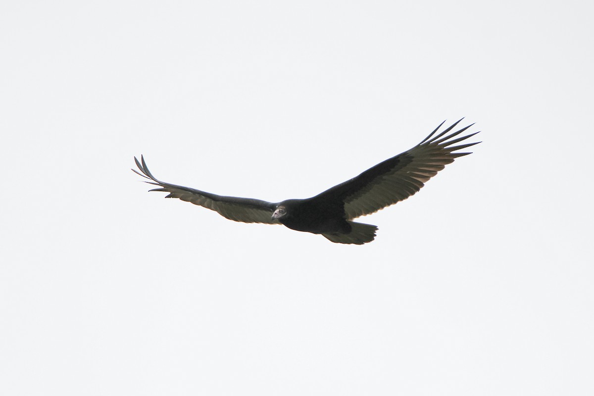 Turkey Vulture - ML383928421