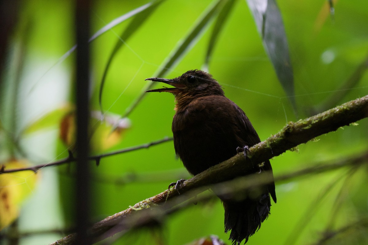 Middle American Leaftosser (Costa Rican) - ML383930141