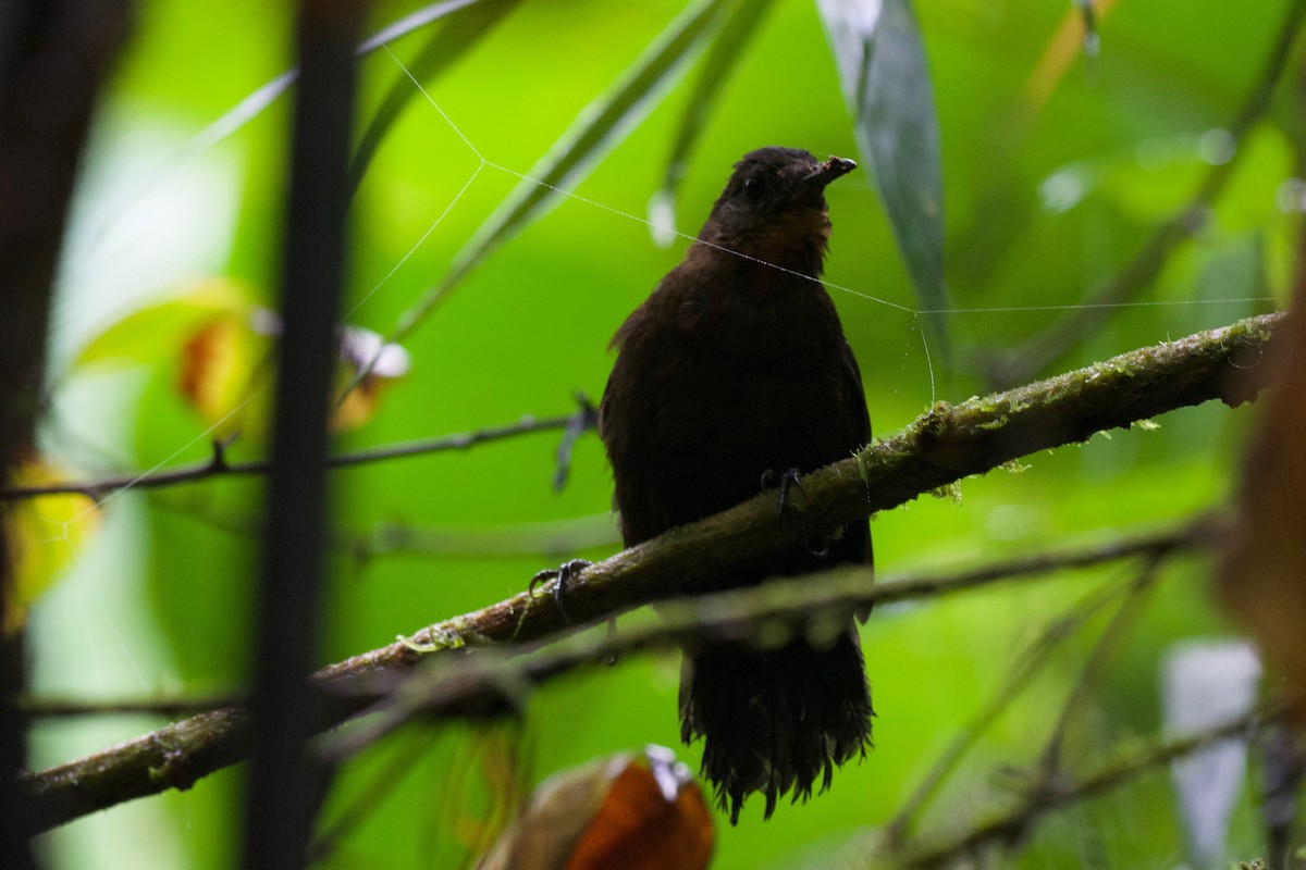 Middle American Leaftosser (Costa Rican) - ML383930151