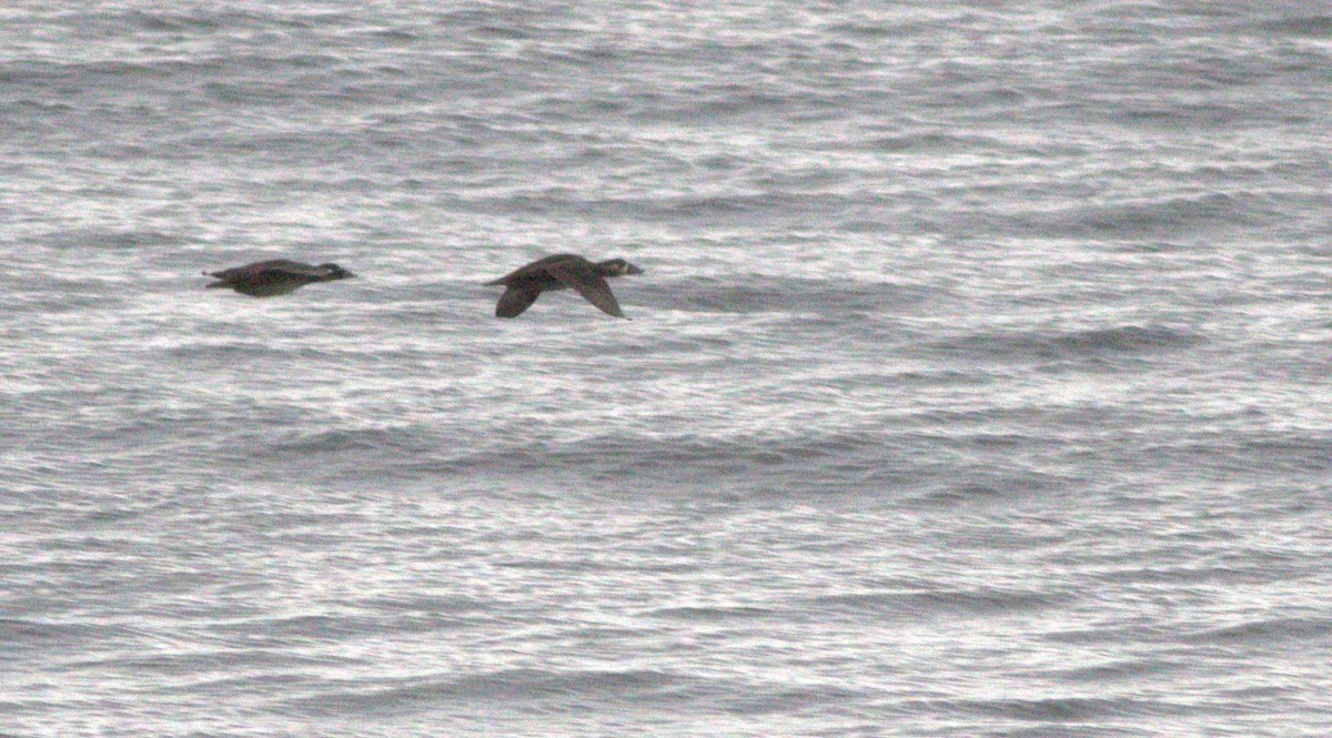 アラナミキンクロ - ML383932391