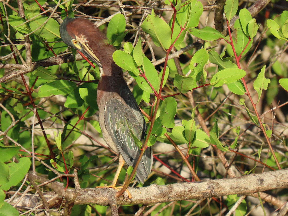 Green Heron - Jose Martinez De Valdenebro