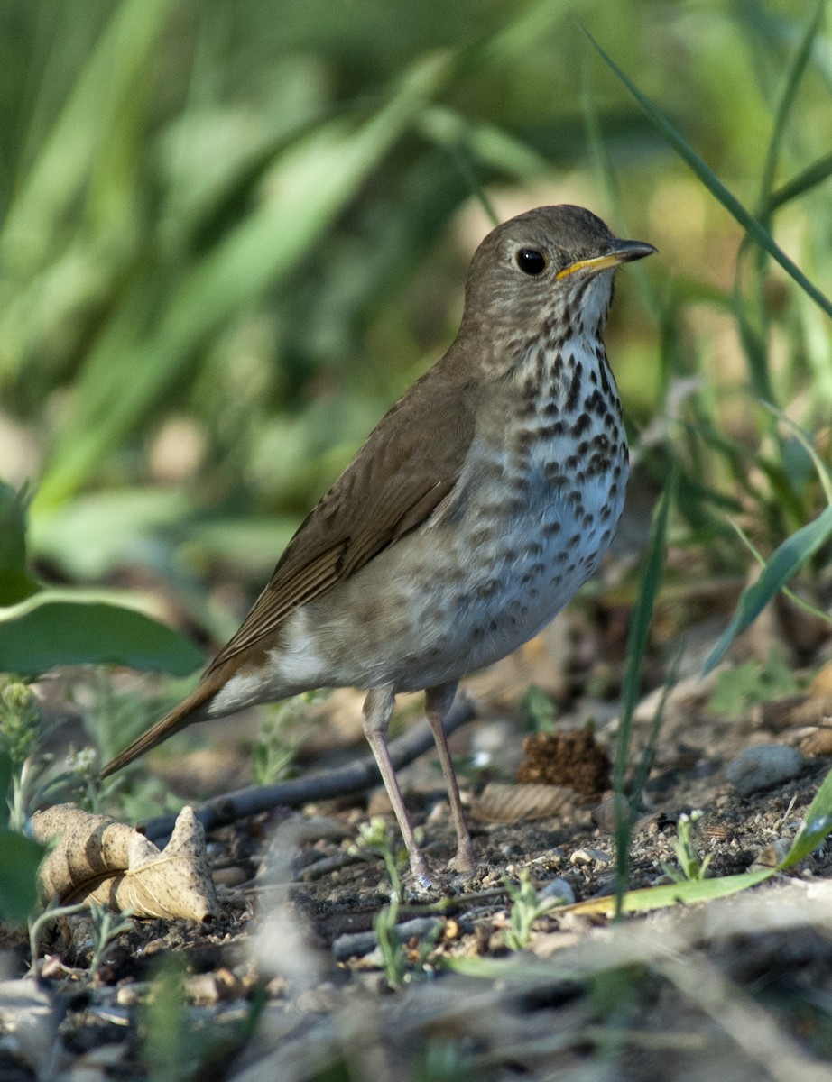 Gray-cheeked Thrush - ML383934251