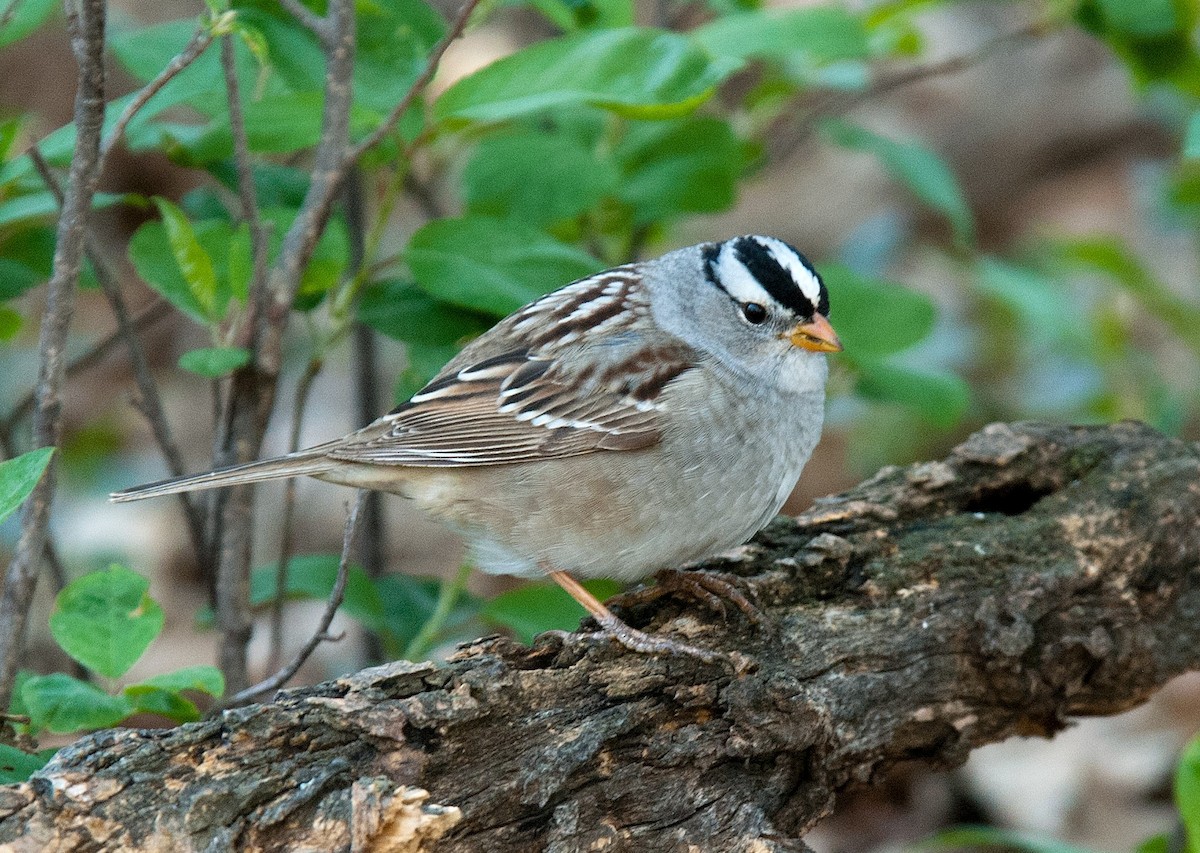 White-crowned Sparrow - Bob Martinka