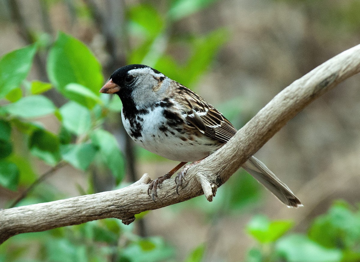 Harris's Sparrow - ML383934731