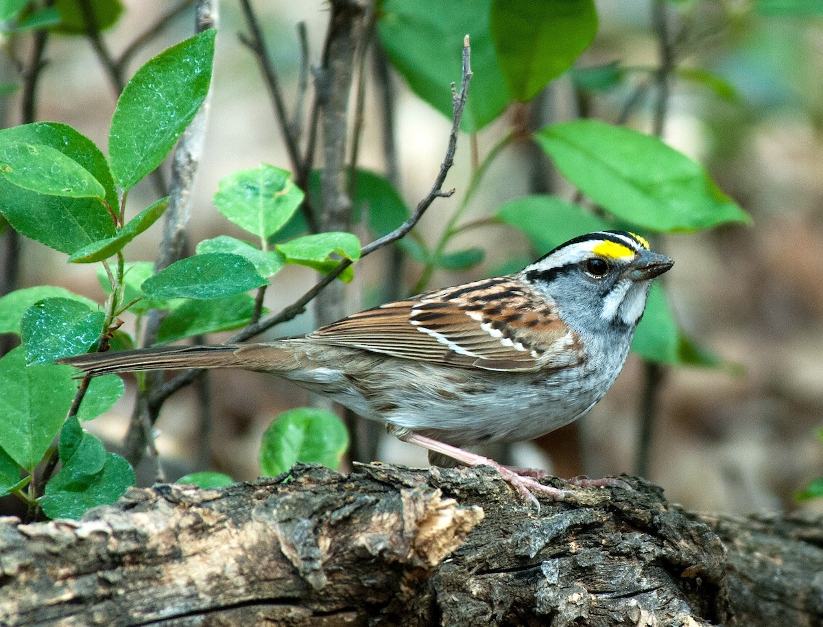 White-throated Sparrow - Bob Martinka