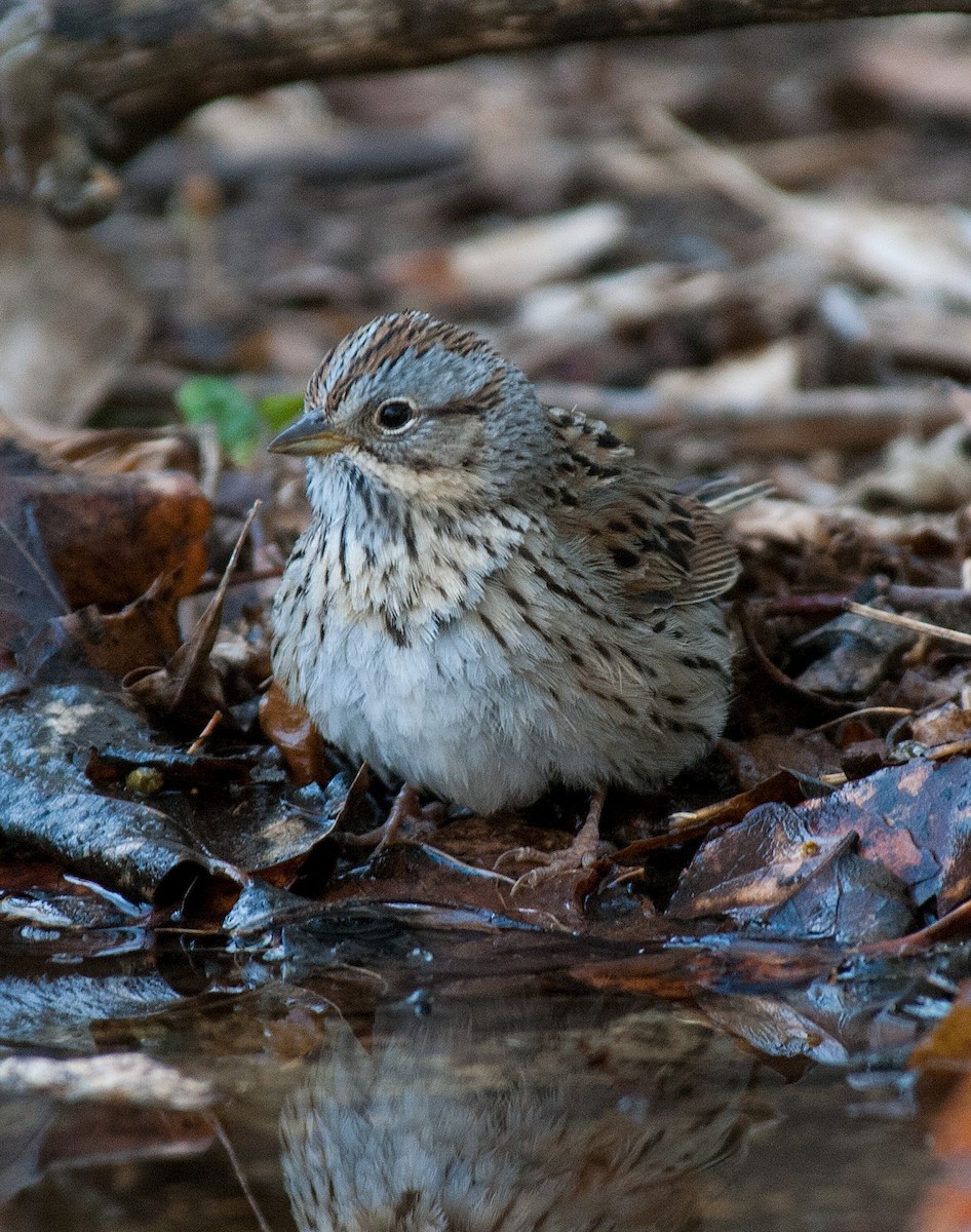 Lincoln's Sparrow - Bob Martinka