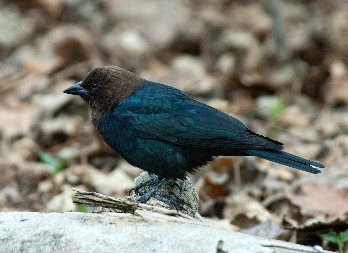 Brown-headed Cowbird - Bob Martinka