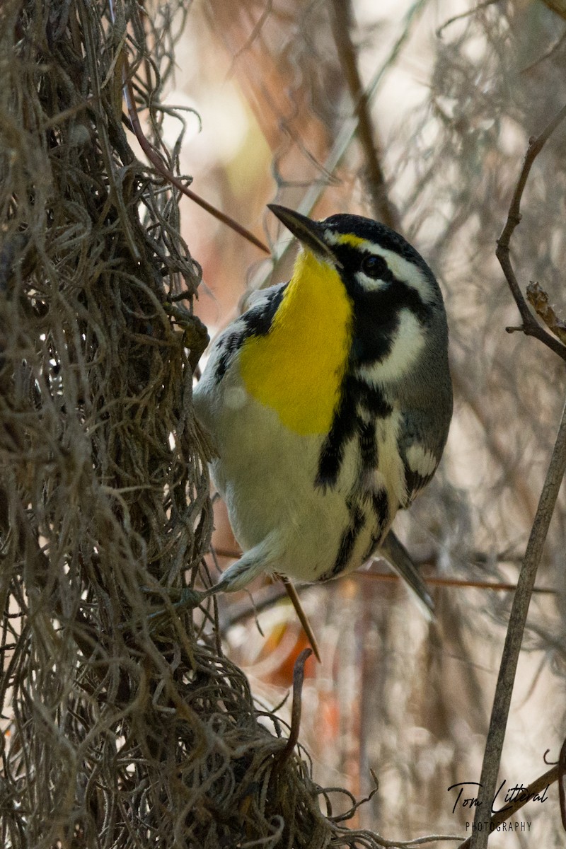 Yellow-throated Warbler - Tom Litteral